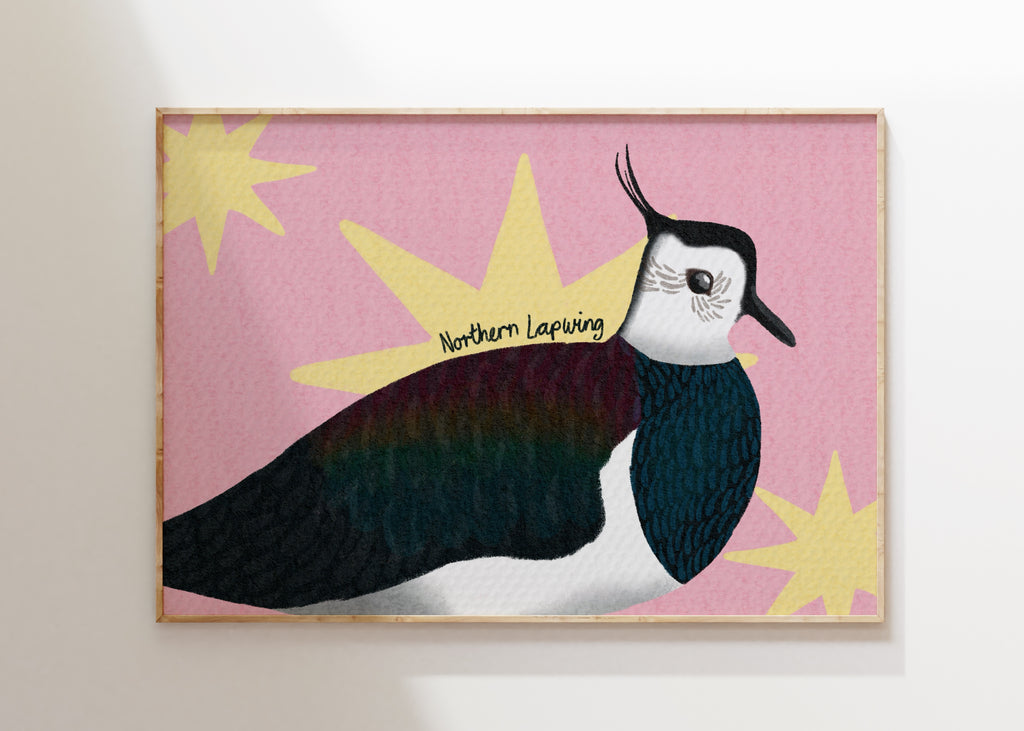 Northern Lapwing Art Print