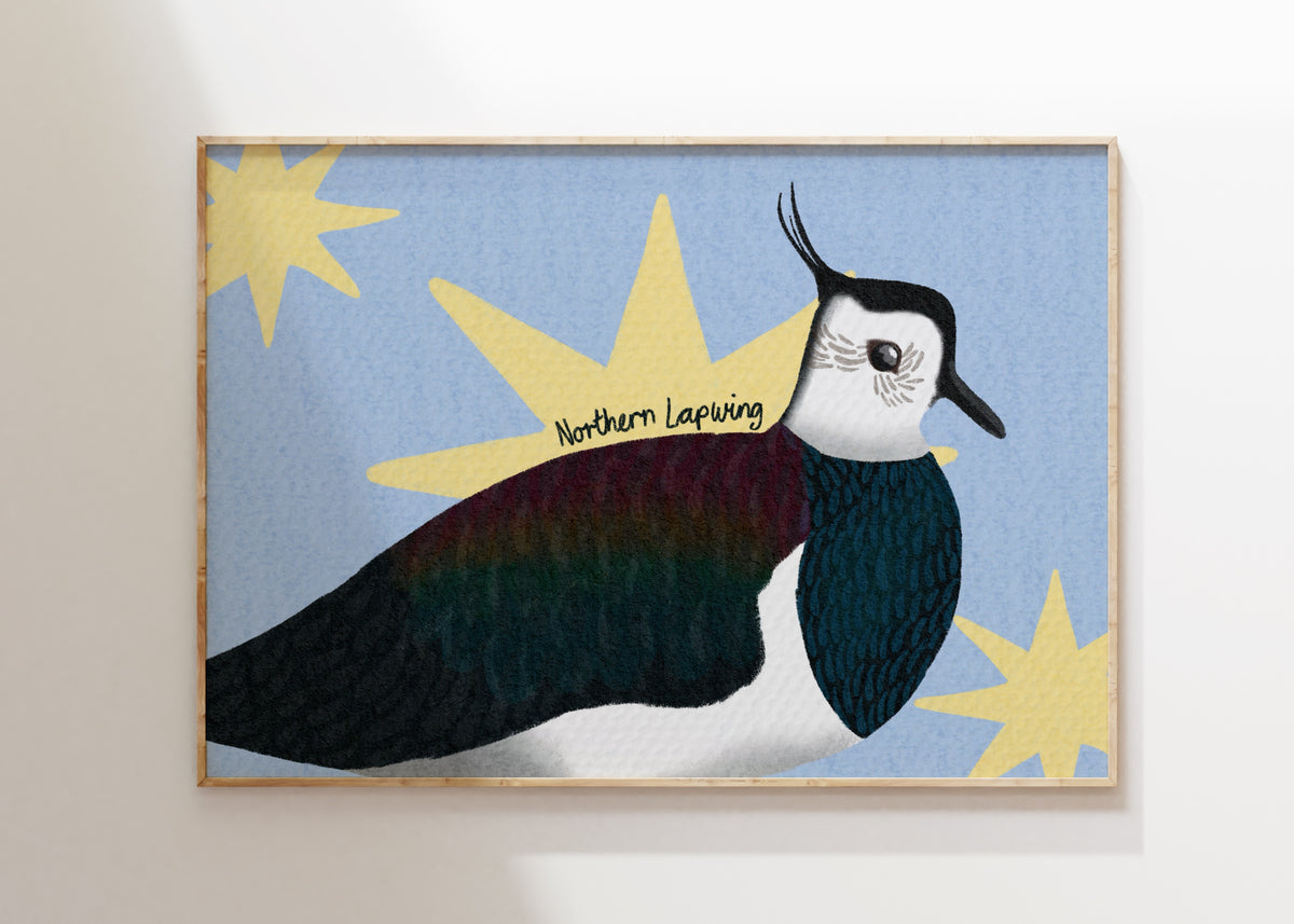 Northern Lapwing Art Print