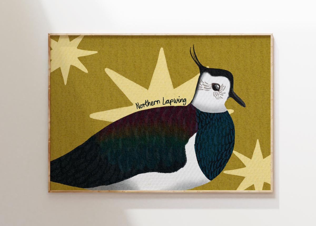 Northern Lapwing Art Print