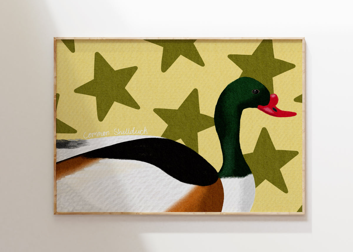 Common Shelduck Art Print