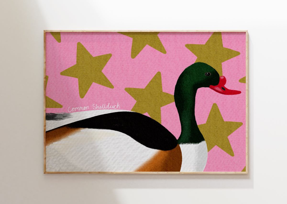 Common Shelduck Art Print