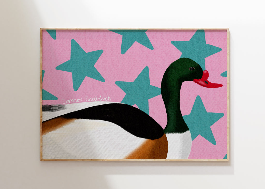 Common Shelduck Art Print