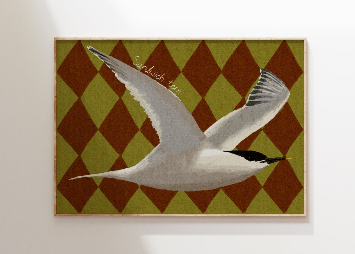 Sandwich Tern Art Print