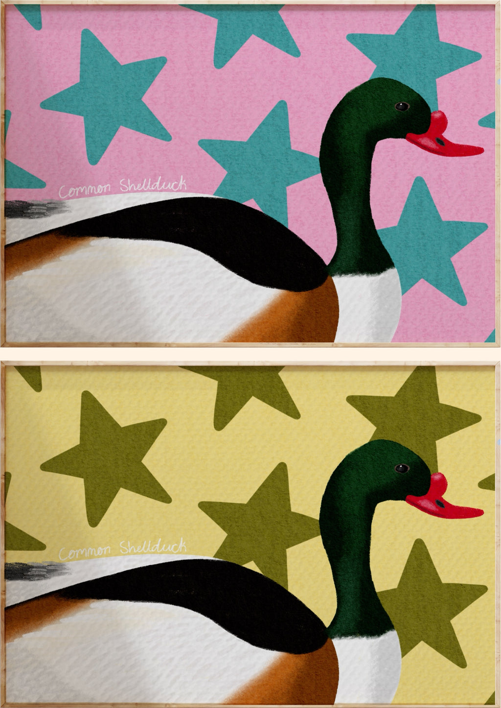 Common Shelduck Art Print