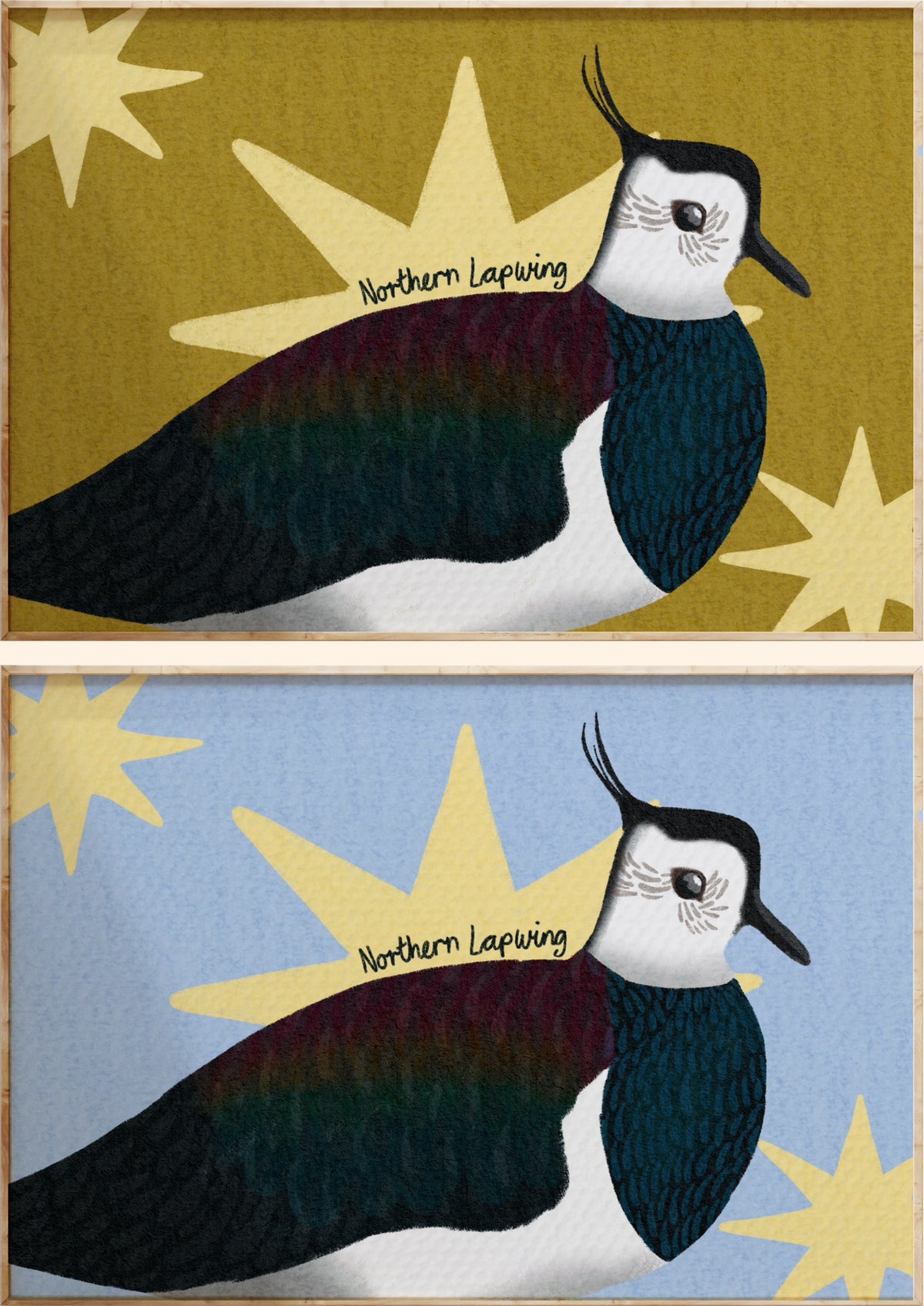 Northern Lapwing Art Print